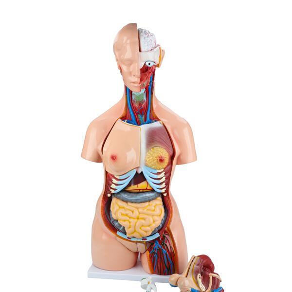 Discover a wide selection of anatomical models for medical schools