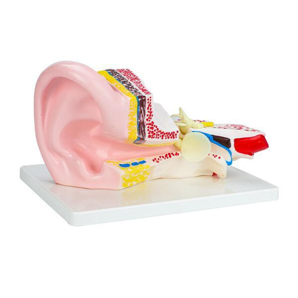 Uncover the secrets of organ development and growth