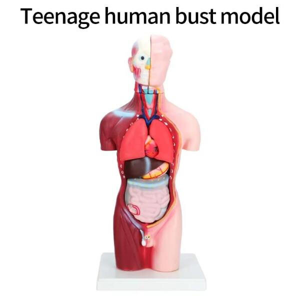 Revolutionize medical device development with precise 3D printed anatomical models