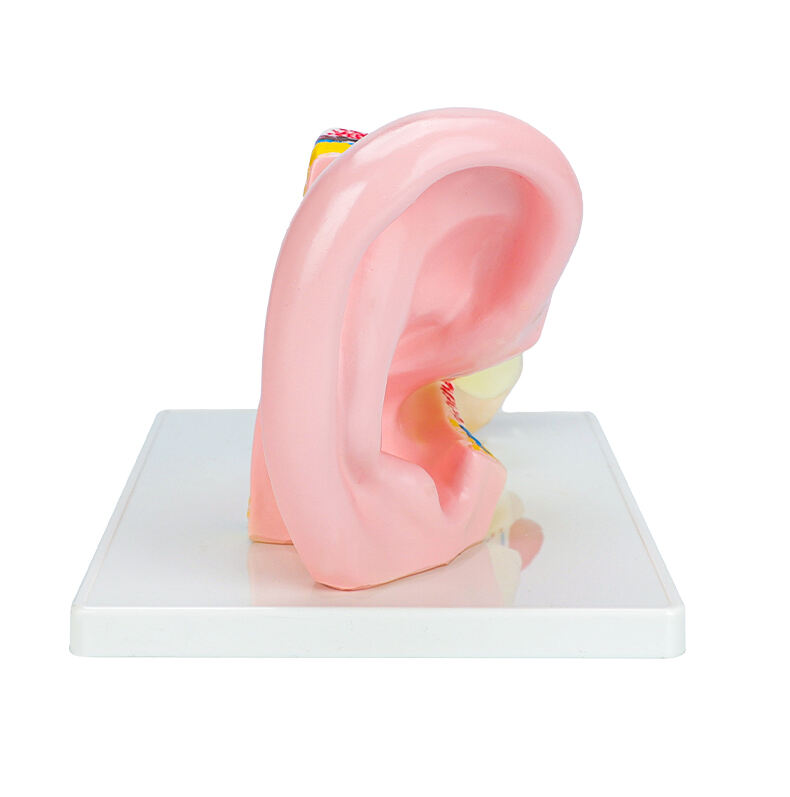 product the bix a1058 anatomical middle ear model shows all the major structures associated with hearing and balance-57