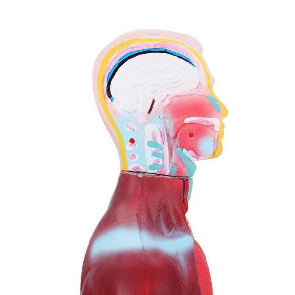 Customization Options for Anatomical Medical Models