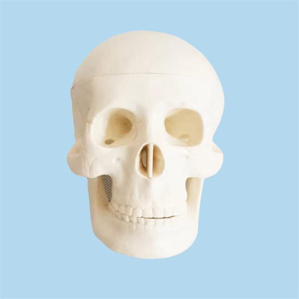 Great addition to any medical or educational setting for wholesale purchase