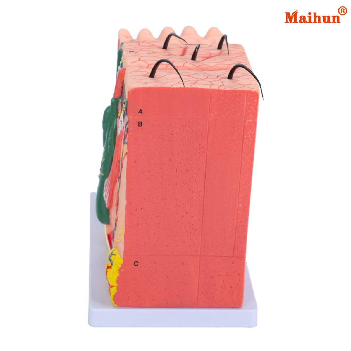 Common Usage Issues with 3D Skin Models and How to Avoid Them