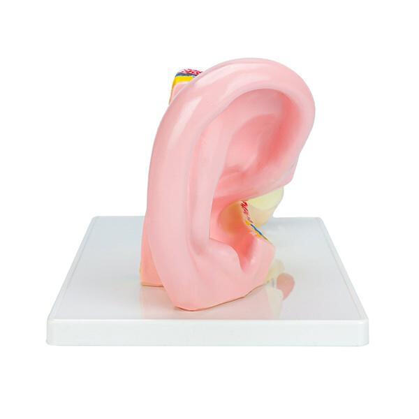 Improve Your Product Lineup with Our Range of Ear Anatomy Models