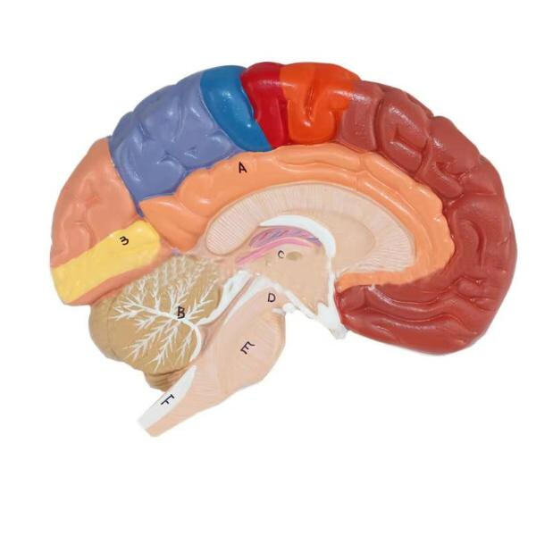 At mindske hullet mellem teori og praksis i neurovidenskabelige studier