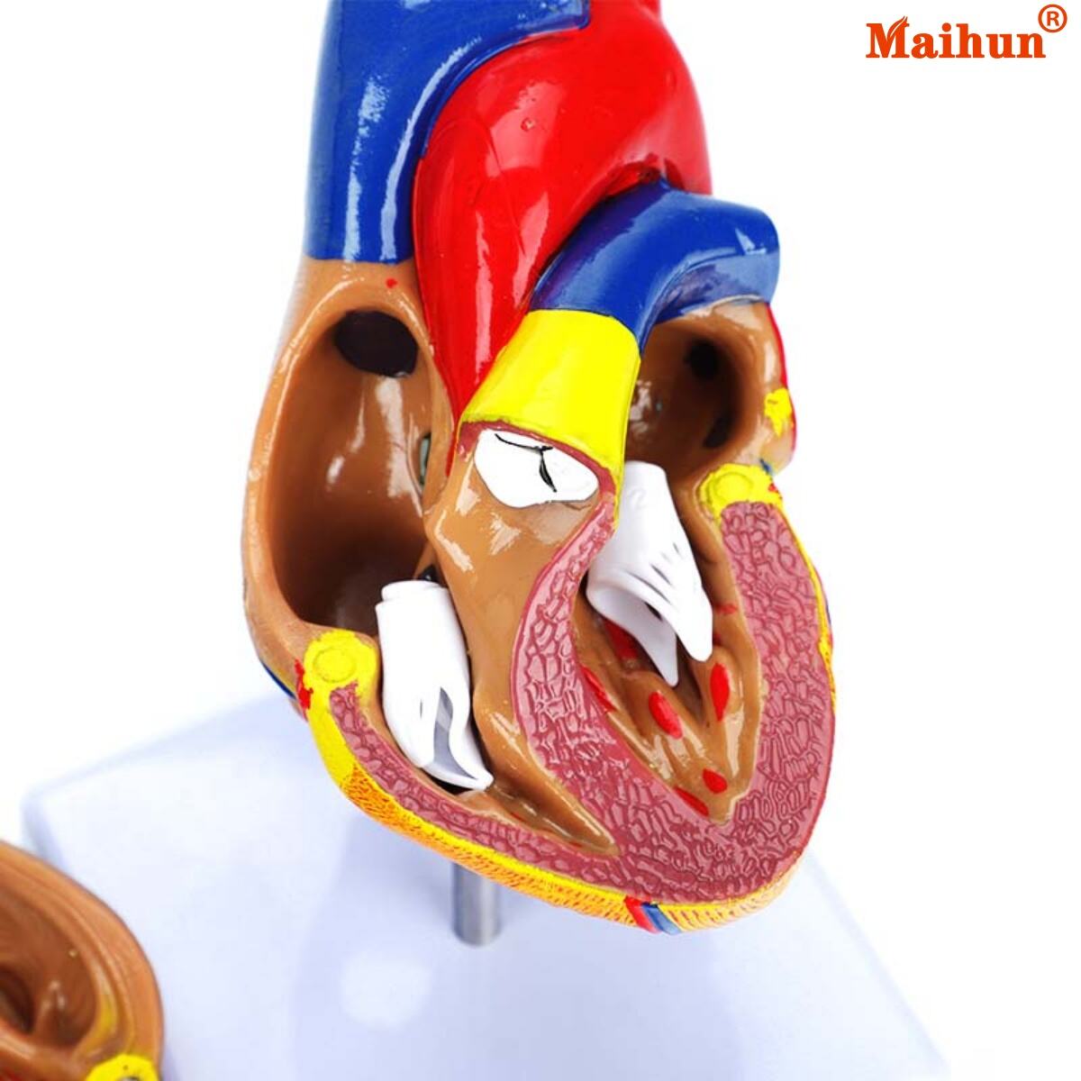 Common Usage Issues with Anatomy Models and How to Avoid Them