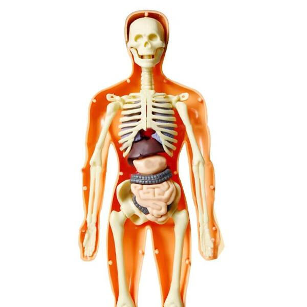 Premium quality human anatomy models for medical training