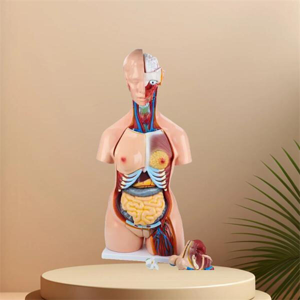 Affordable wholesale options available for bulk purchase