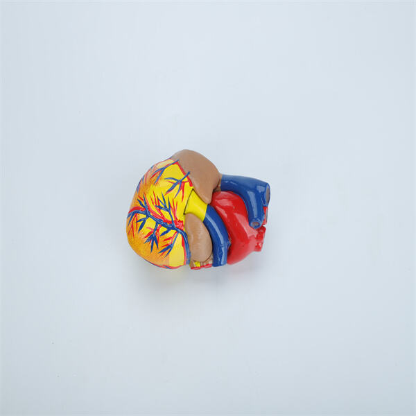 Unlocking the secrets of the heart through a 3D model