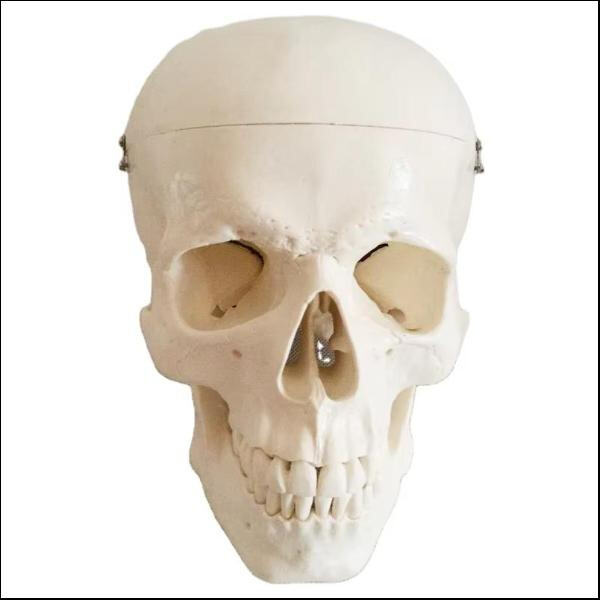 Wide selection of skull models to meet your specific needs