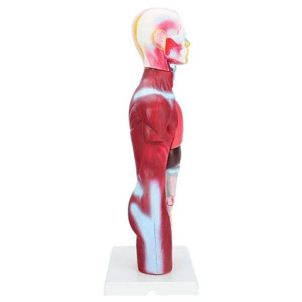 Affordable Prices for Bulk Purchases of Anatomical Medical Models