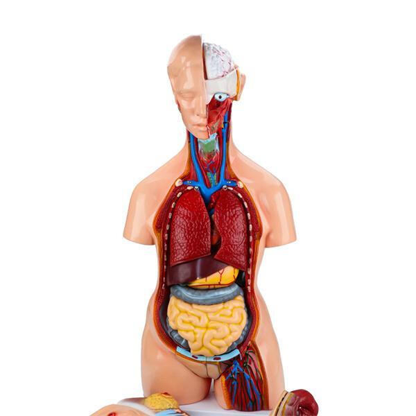 Easily identify and understand complex structures with our 3D organ models