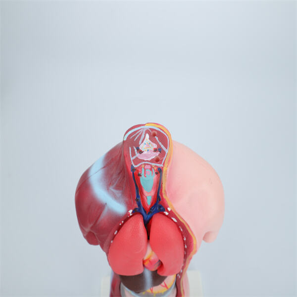 Immerse yourself in the world of anatomy with interactive 3D models