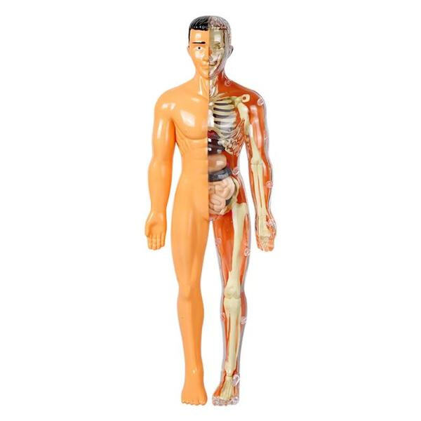 Affordable and reliable human anatomy models for medical schools
