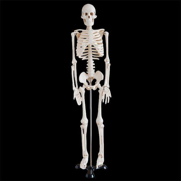 Ideal for medical professionals, educators, and students