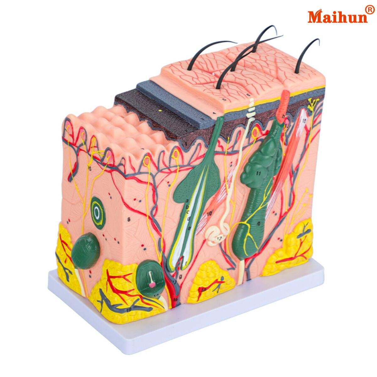 How Skin Tissue Models Improve Product Development and Testing Efficiency?