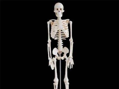 How to Source Skeleton Models in Bulk for Anatomy Education Suppliers