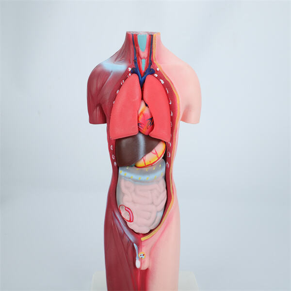 Perfect for students and professional's alike, anatomical models in 3D provide a comprehensive study tool