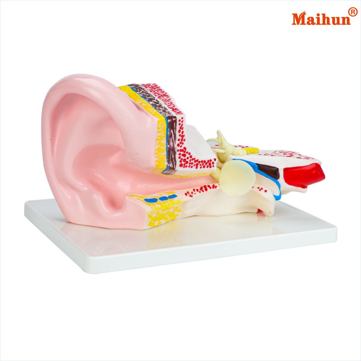 كيفية اختيار أفضل نموذج لتشريح الأذن البشرية للتدريب الطبي