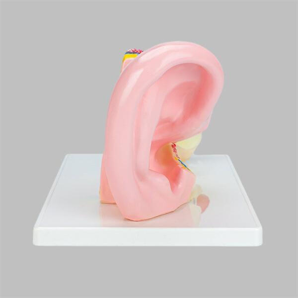 Learn about common health issues related to specific organs