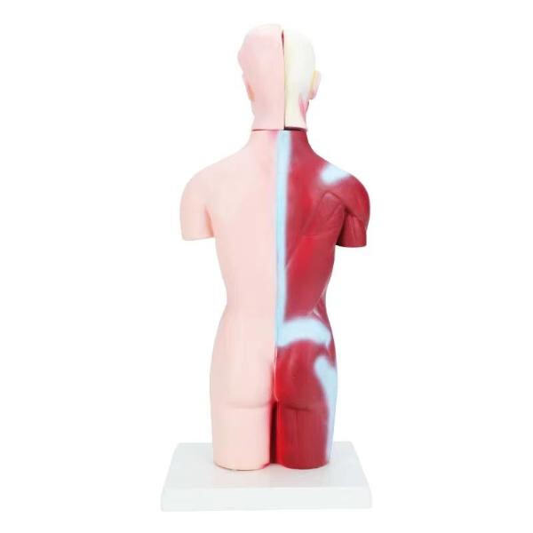 Experience unparalleled accuracy with our high-quality 3D printed anatomy models