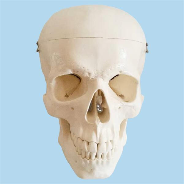 Detailed and accurate representation for study and reference