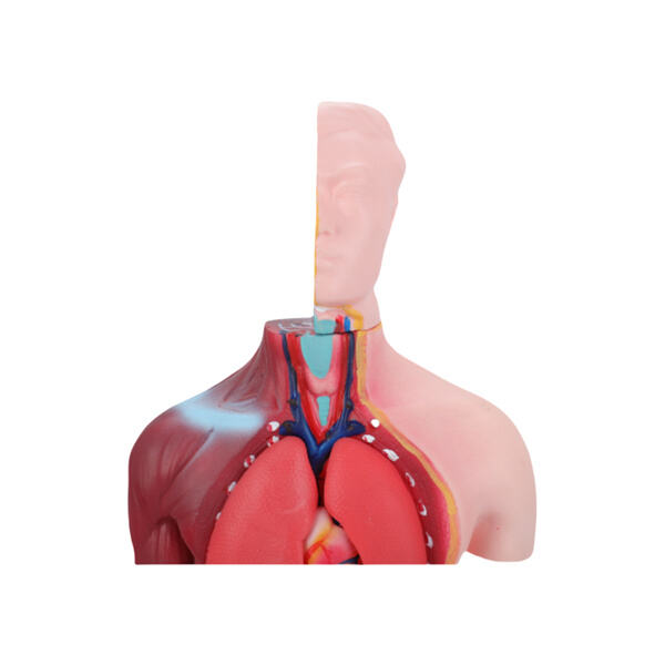 From skeletal structures to internal organs, 3D anatomy models offer a holistic view of the human body