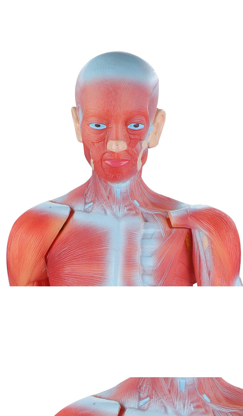 product human whole body manikin organ teaching model body muscle dissection anatomy model 85cm-57