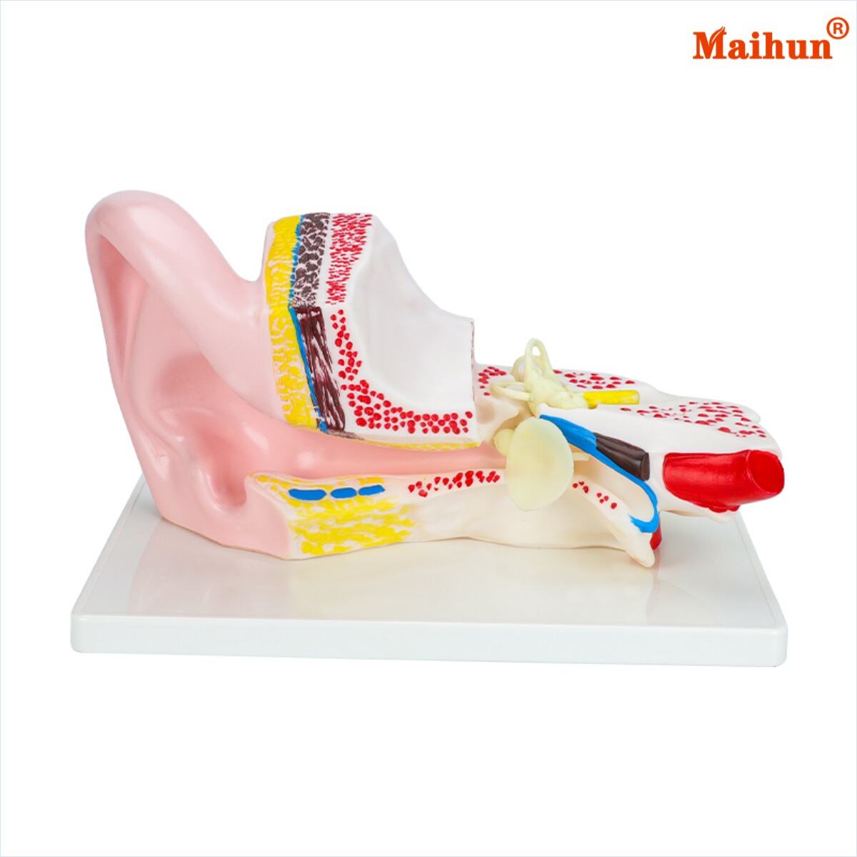 كيف تعزز نماذج تشريح الأذن البشرية التعلم في دورات السمعيات