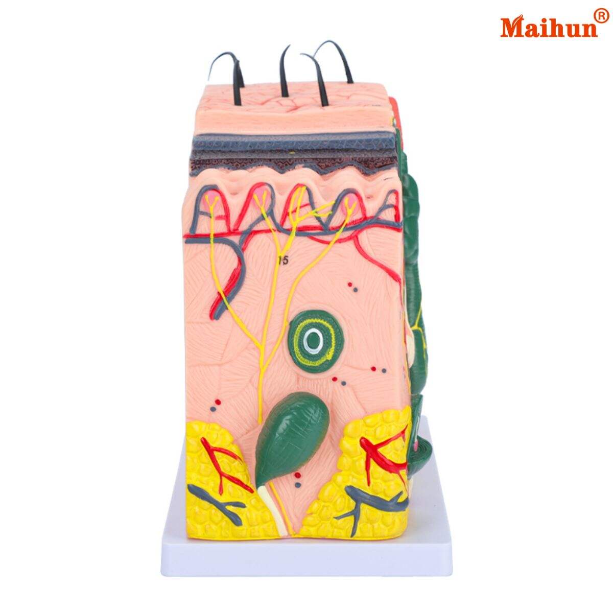 Common Usage Issues with Skin Tissue Models and How to Overcome Them?