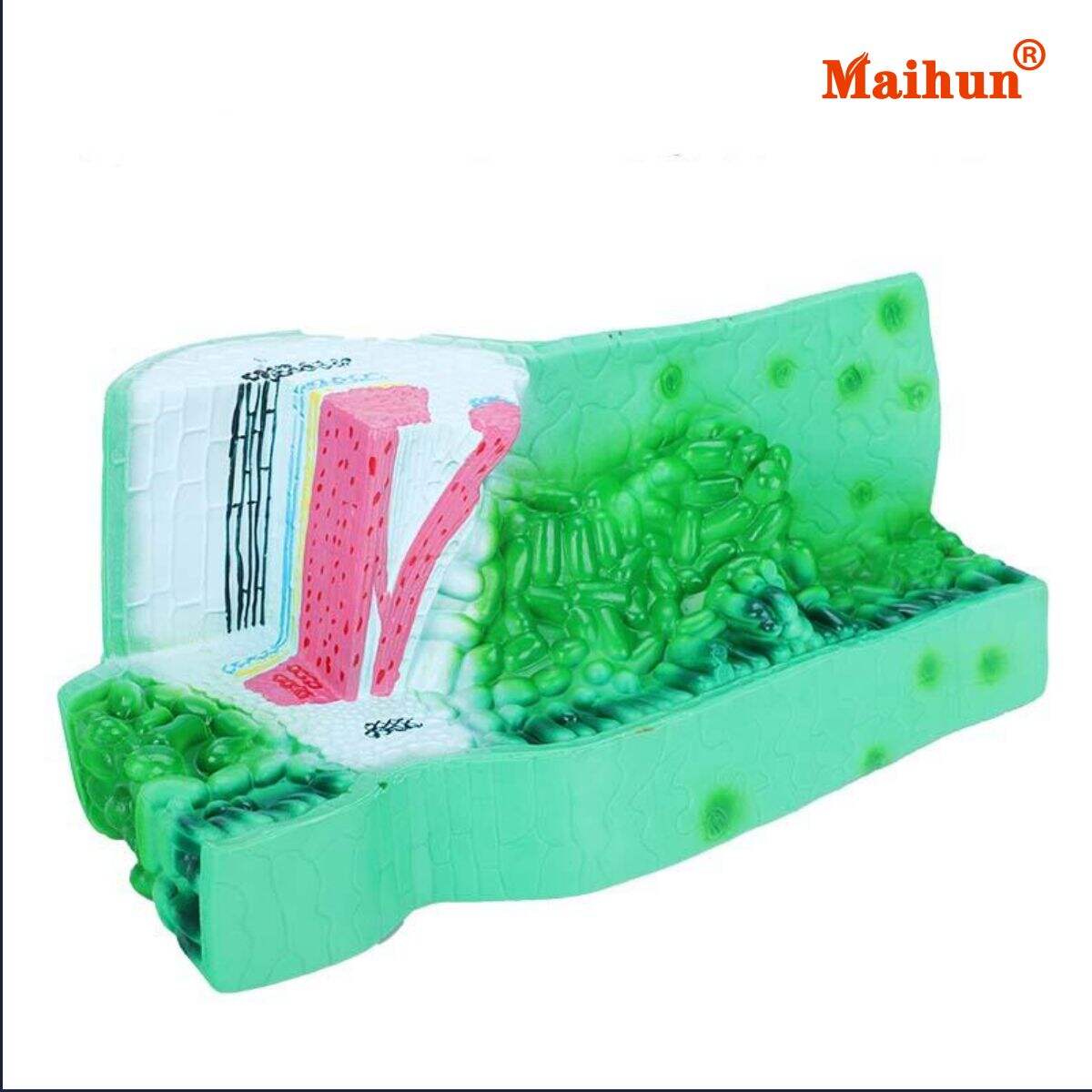 Where to Buy Leaf Structure Models at Competitive Wholesale Prices?