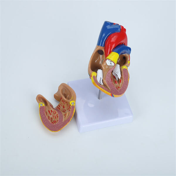 Zvyšte své znalosti anatomie pomocí vysoko kvalitního modelu orgánů lidského těla.