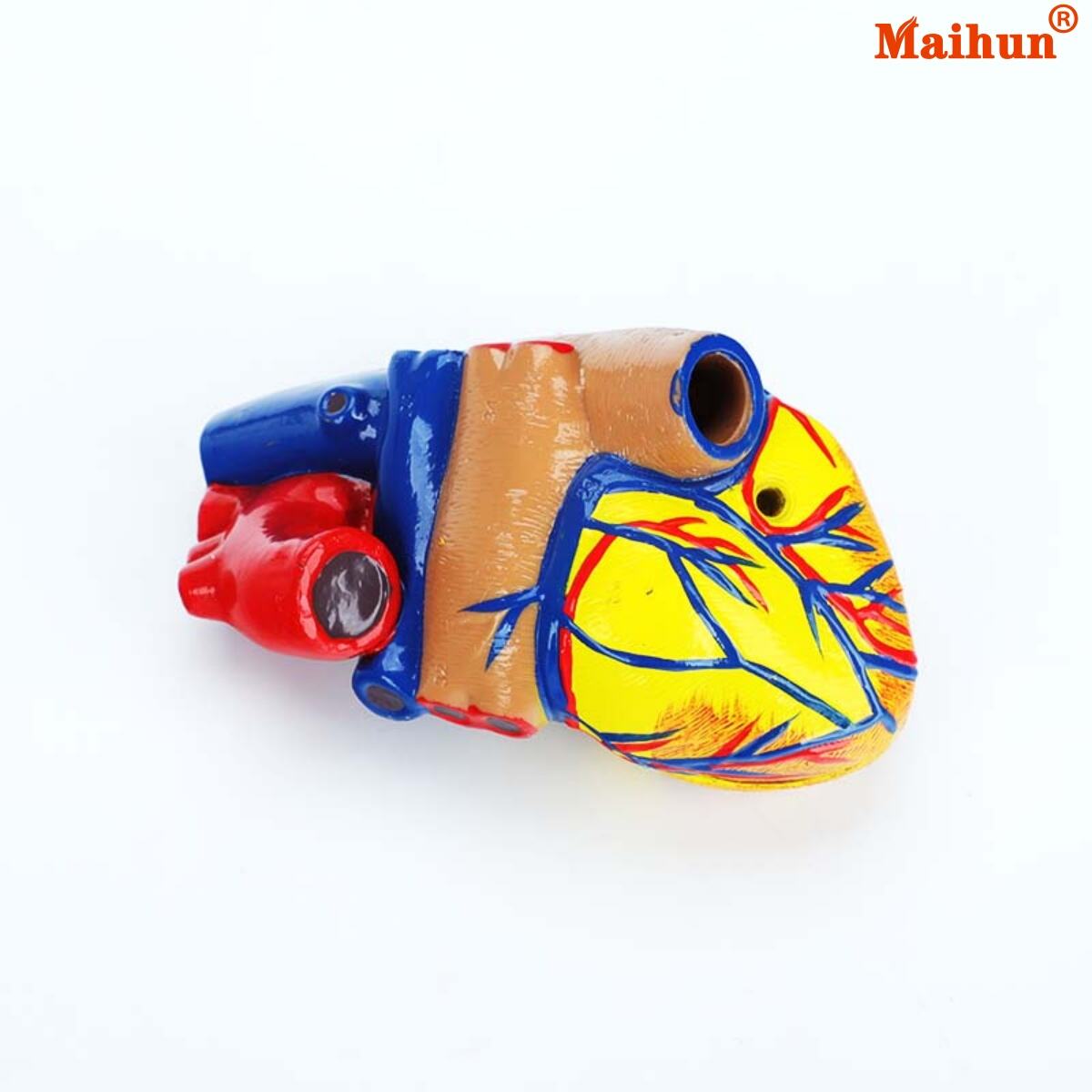 Where to Buy the Best Wholesale Medical Anatomy Models Online?