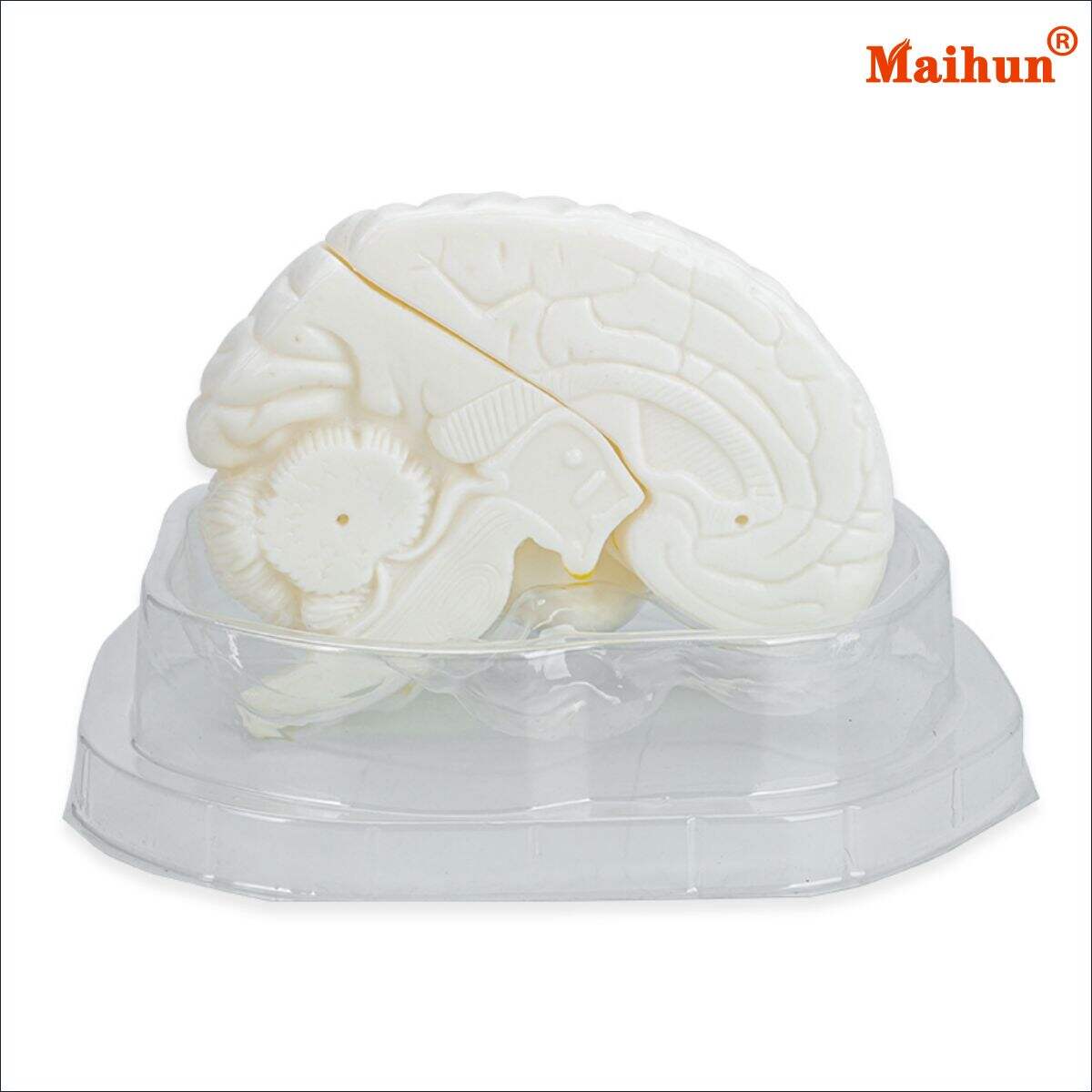 Where Can You Find the Latest Trends in Dissectible Brain Models?