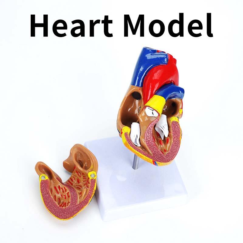 How Medical Anatomy Models Enhance Patient Understanding and Engagement?