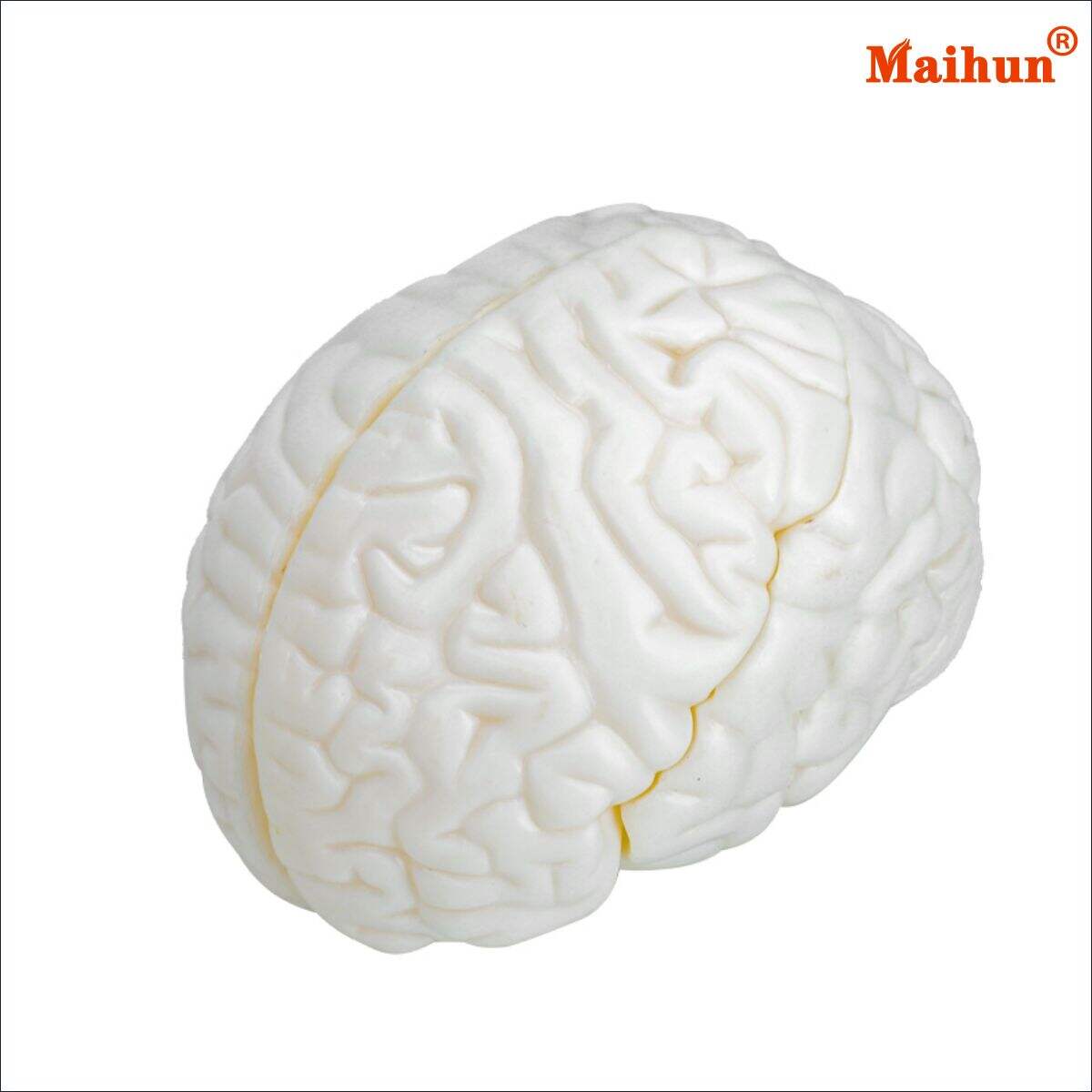 What Are the Benefits of Using Dissectible Brain Models in Research?