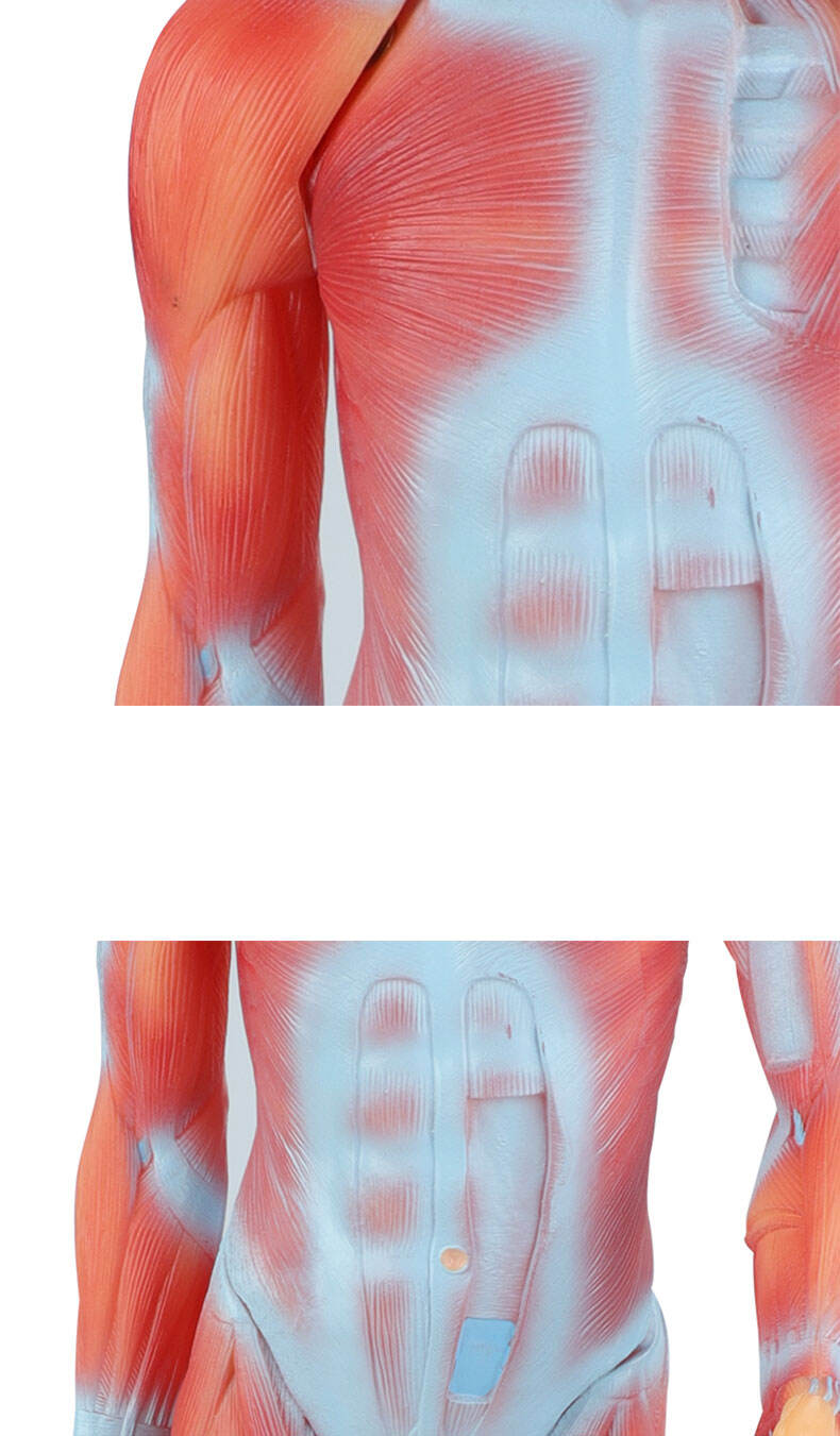 product human whole body manikin organ teaching model body muscle dissection anatomy model 85cm-58