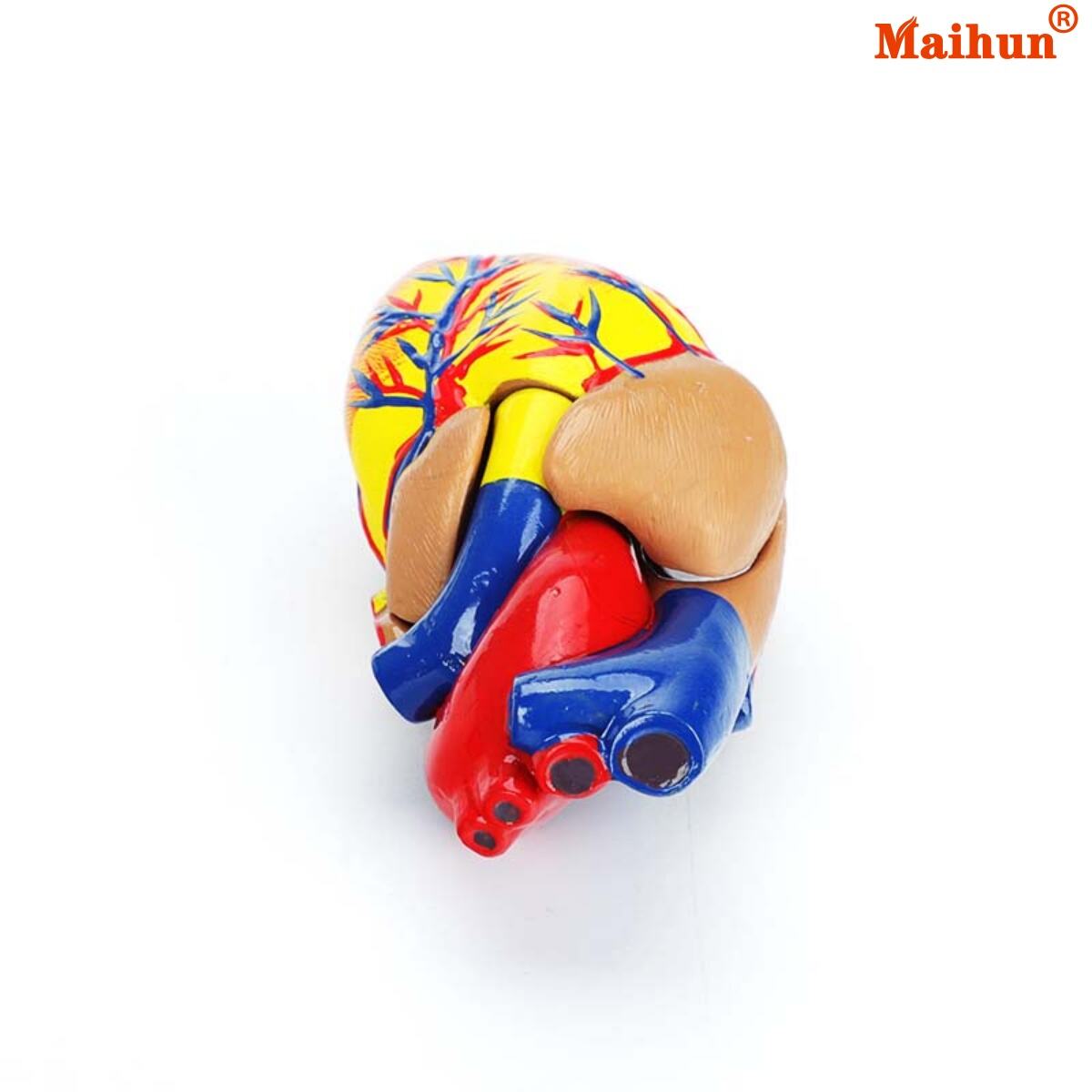 What Features to Look for in Durable Medical Anatomy Models for Long-Term Use?