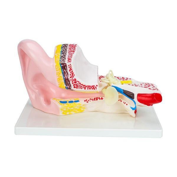 Find out how organ anatomy plays a crucial role in maintaining overall health and well-being