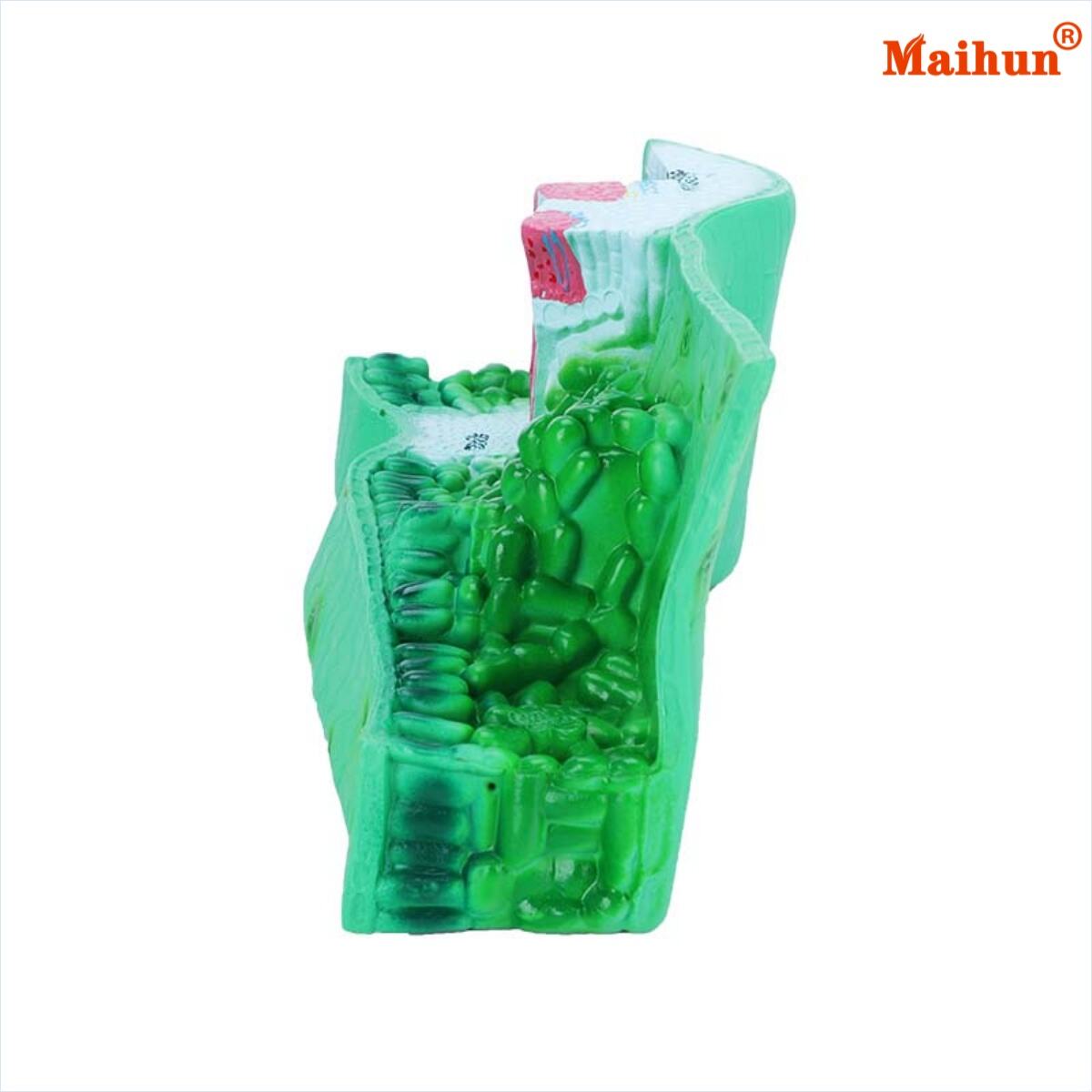 葉の解剖モデルが生物学および植物学の学習をどのように強化するか