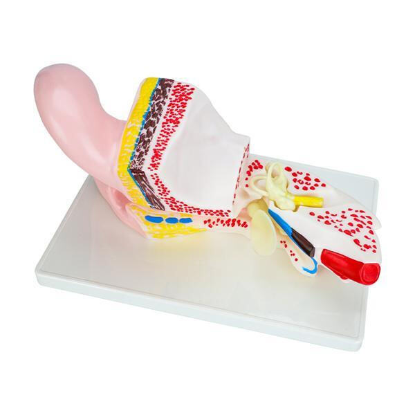 Perfect for Medical Schools, Hospitals, and Science Laboratories