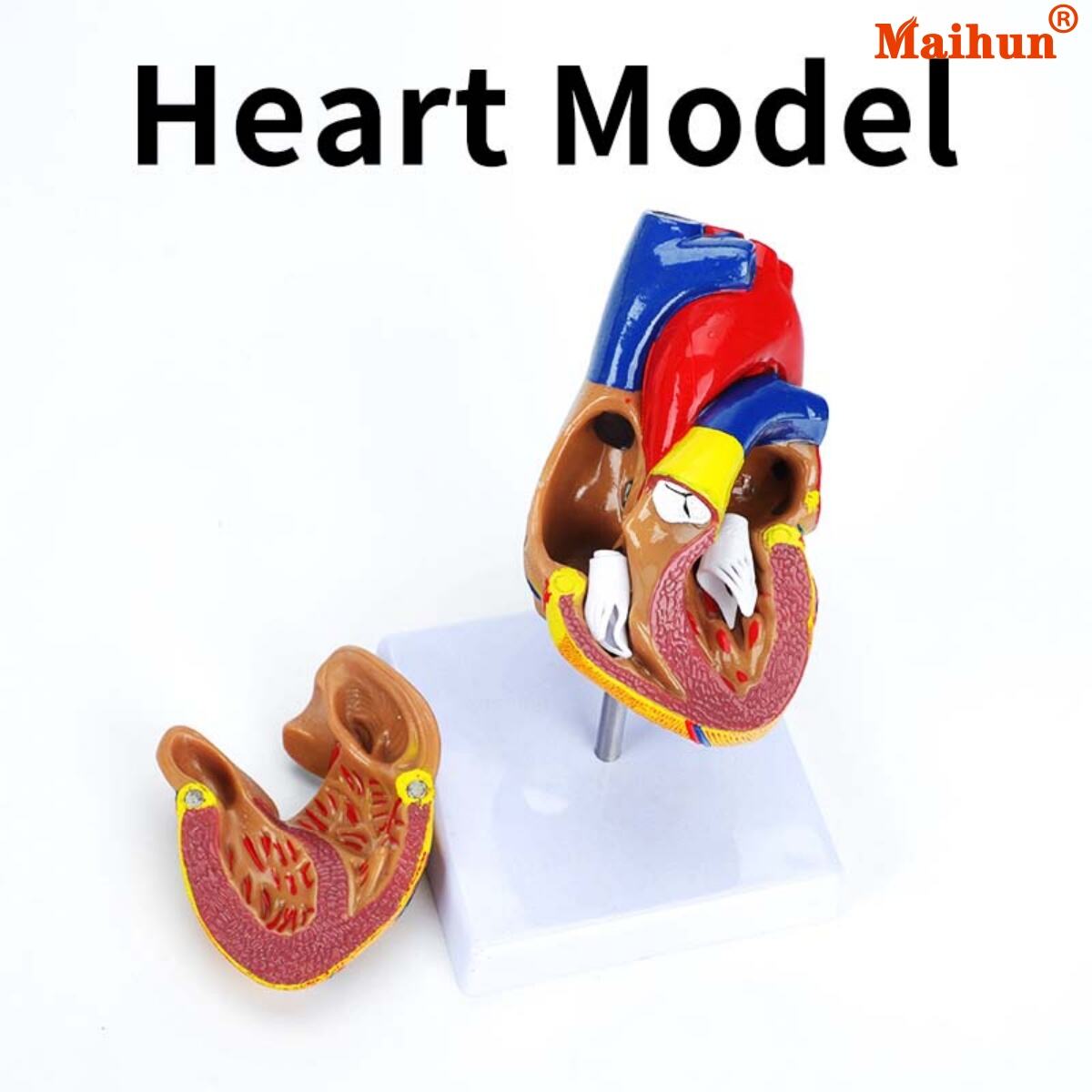 Where to Buy Wholesale Anatomy Models for Educational Purposes