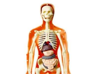 A Guide to Sourcing OEM Anatomy Models from Manufacturers