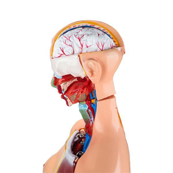 Upgrade your medical study experience with our accurate and detailed anatomy models