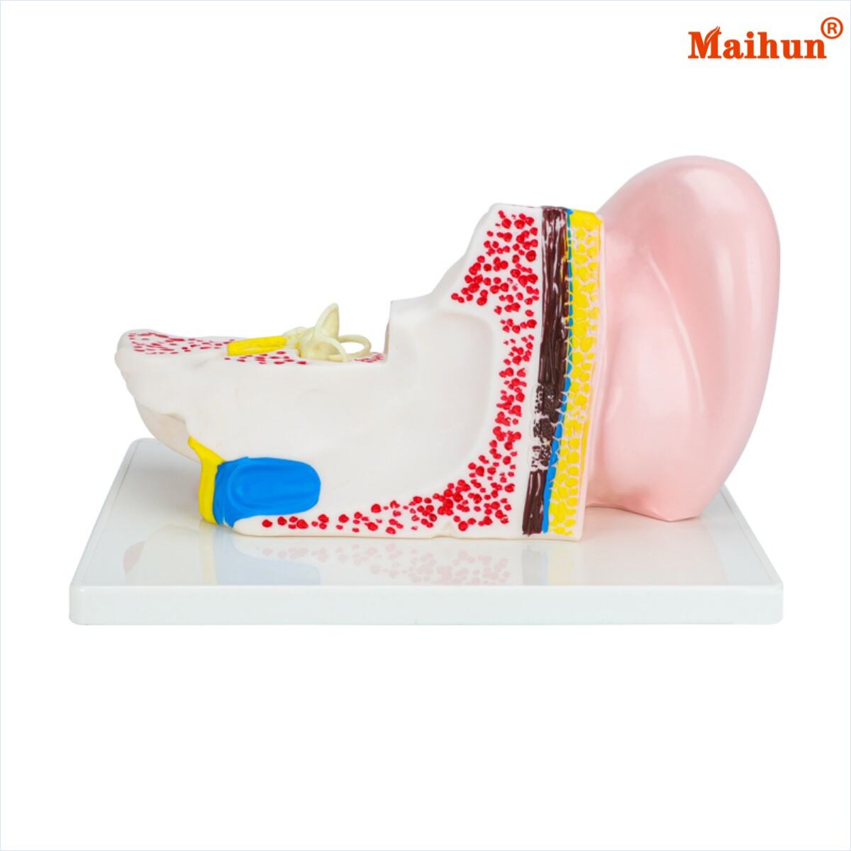 ما الذي يجعل نموذج تشريح الأذن البشرية عالي الجودة ضروريًا للمعلمين؟