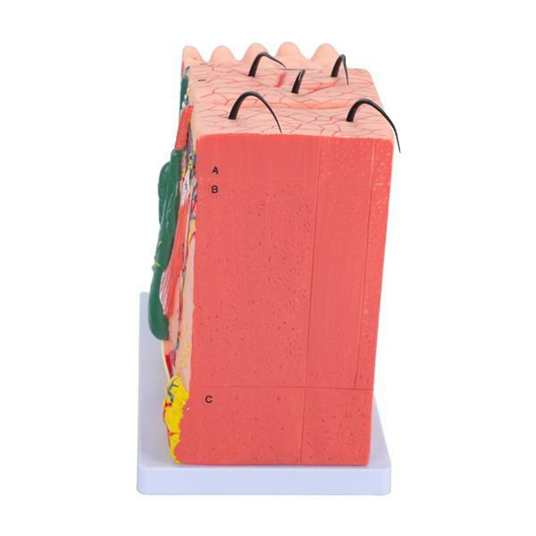 Accelerating medical innovation with advanced modeling capabilities