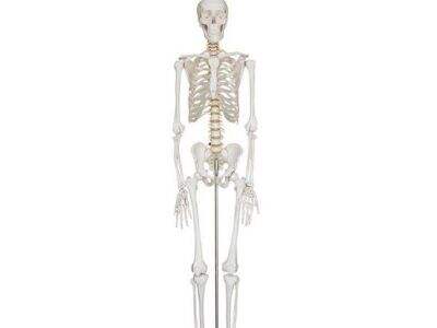 OEM & Custom 3D Human Skeleton Models for Medical Equipment Suppliers