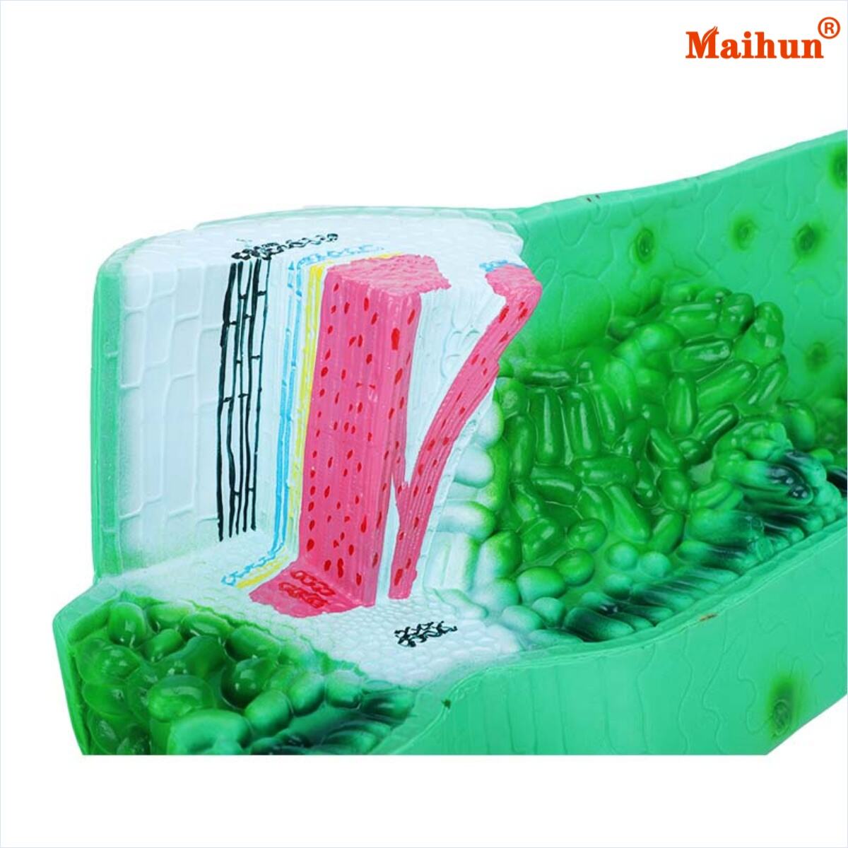 教育現場で葉の解剖モデルを使用する際の一般的な問題