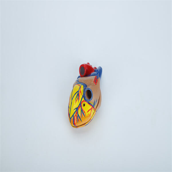 A closer look at the chambers and valves of a 3D heart model