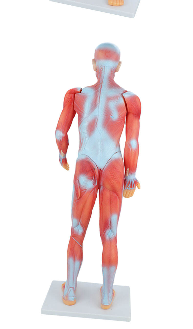 product human whole body manikin organ teaching model body muscle dissection anatomy model 85cm-56